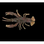 CRAWFISH 1\