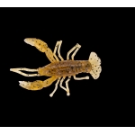 CRAWFISH 1" CRF1-S218