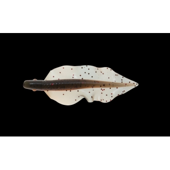 WINGSHAD 3" WS3-L268