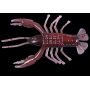 CRAWFISH 1