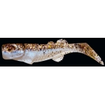 KALIFORNIA 3" EM3-L114